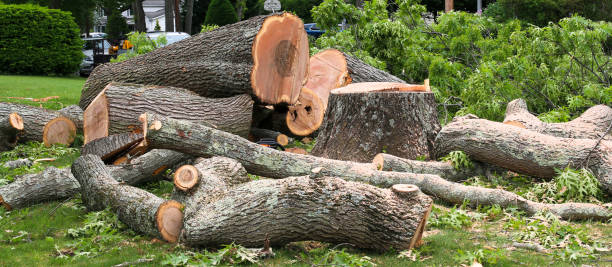 Reliable Grovetown, GA Tree Services Solutions